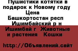 Пушистики-котятки в подарок к Новому году › Цена ­ 1 - Башкортостан респ., Ишимбайский р-н, Ишимбай г. Животные и растения » Кошки   